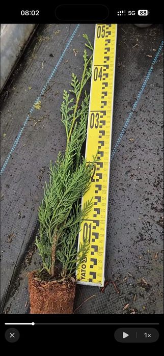 Leylandii 50/70cm producator