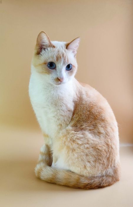 Кошки стерилизованные