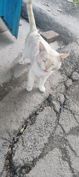 Найден кот  Алматы 1