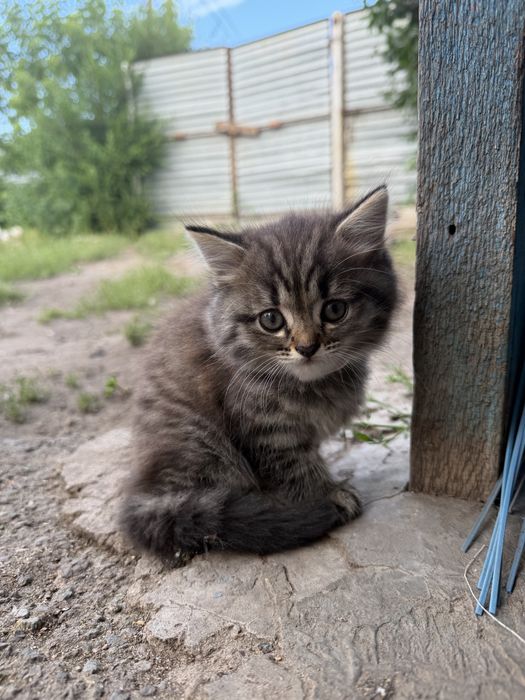 Кошечка отдам в добрые руки