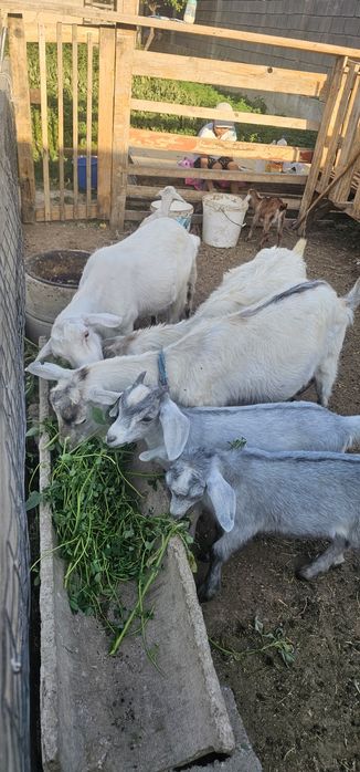 Ешкі сатылады лағымен