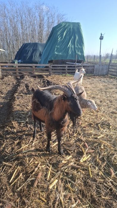 Vând Țap și capre