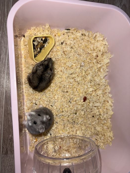 Хомяк мальчик и девушка