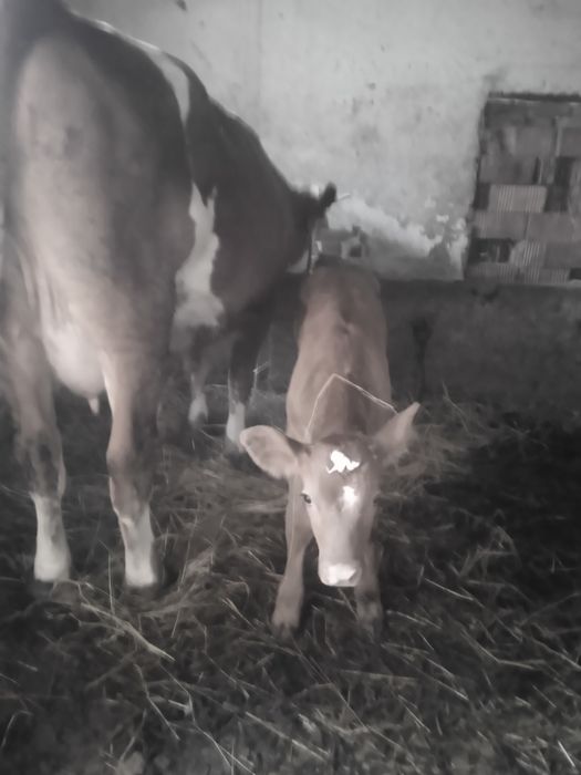 Vând juninca de 2 ani cu itea
