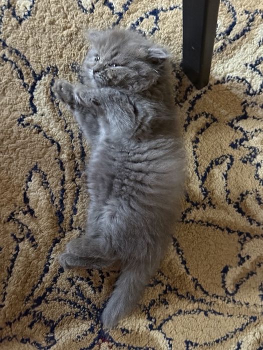 Продаю котят фолд