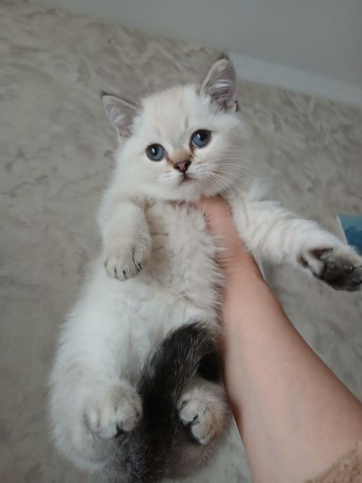 Продаю котенка мальчик