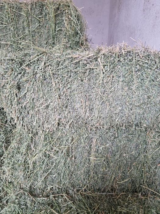 Беда прес сотилади