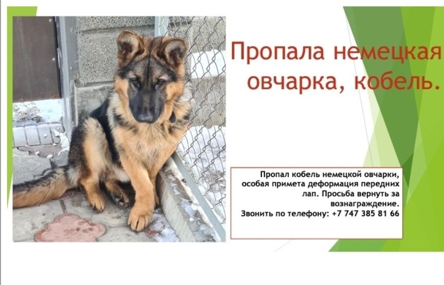 Пропала собака немецкая овчарка кобель