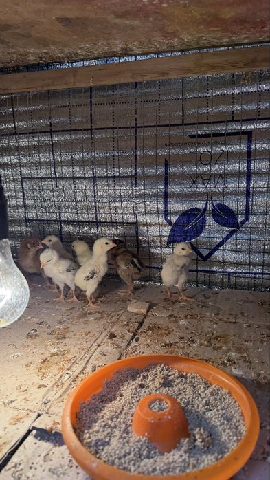 Дакан жужалар тоза зот