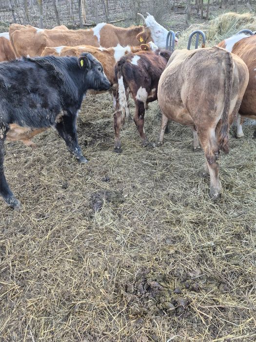 Vând viței baltati