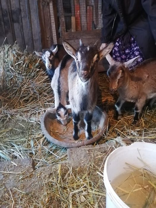 Асыл тукымды Орыс ешки