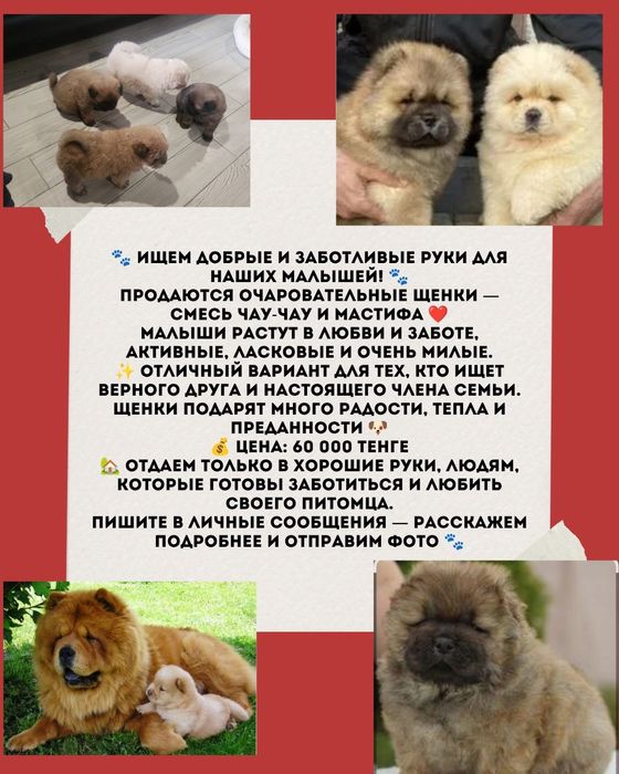 Продаются  щенки