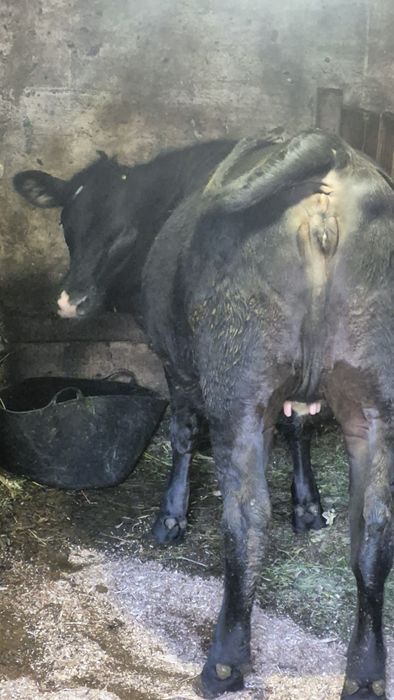 Vand junica angus