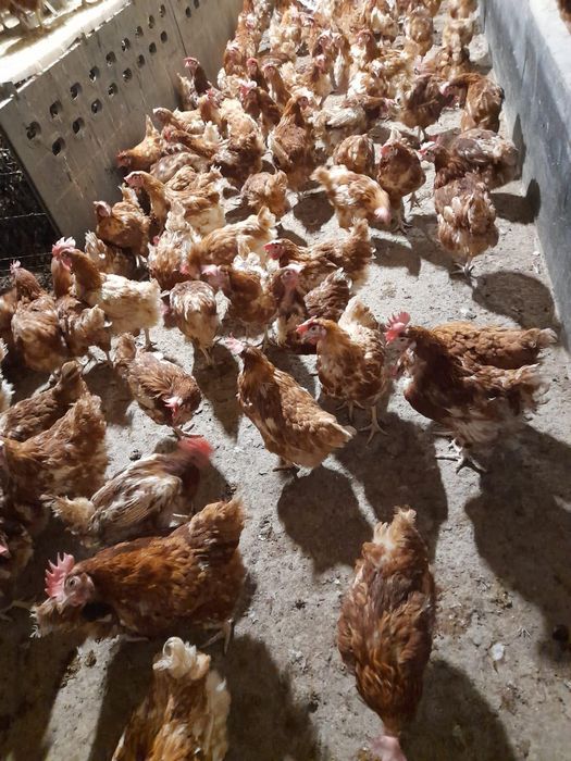 Găină roșie de oua