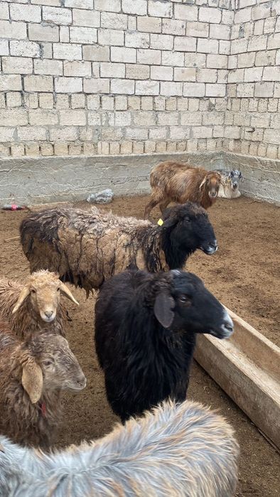 Тек қойлар сатылады