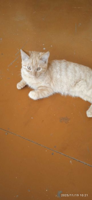 Отдам в добрые руки кошечку