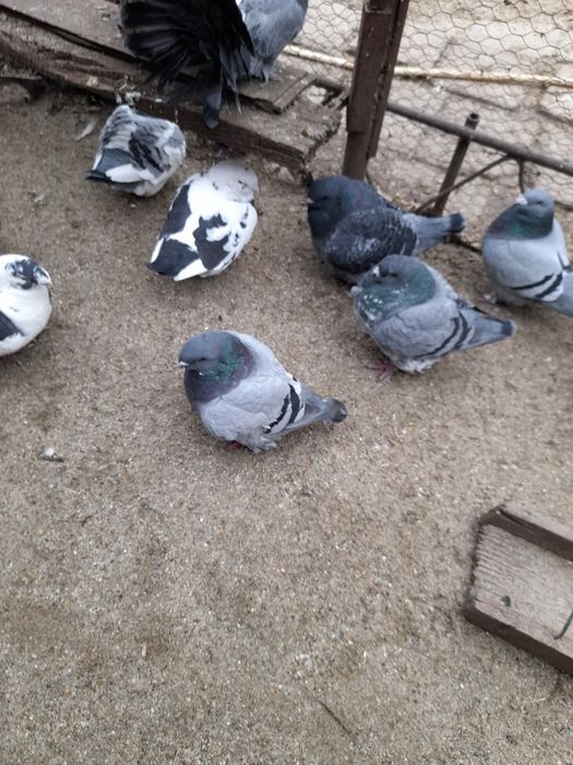 Gaini de rasa Brahma, Herminat deschis, Columbia si negru