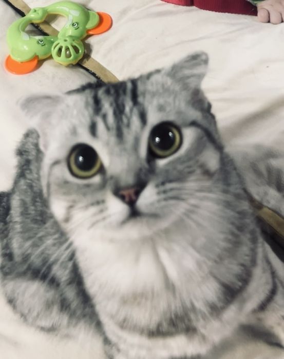 Скоттиш страйт котята Актобе