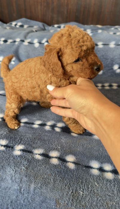 Мини пудели търсят стопани