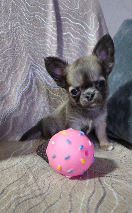 Красивые малыши Чихуахуа