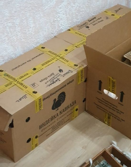 Үндік жұмыртқасы Бронза 708
