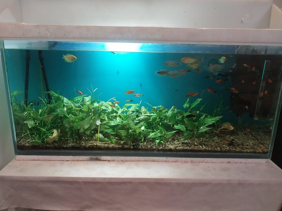 Аквариум 250л   .
