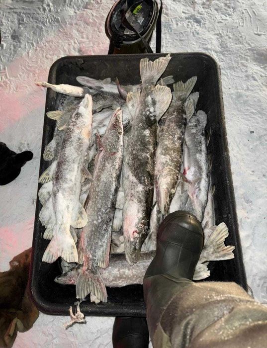 Продам свежую щуку