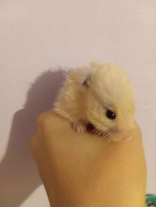 Продаётся хомяки породистый