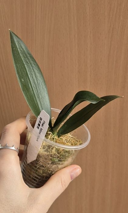 Орхидея Минимарк MiniMark