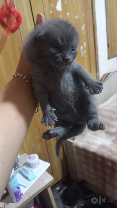Отдам даром котят