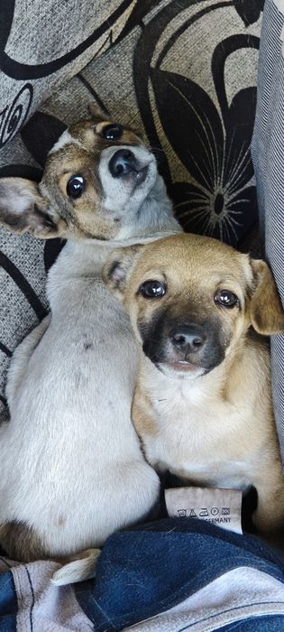 Отдам в добрые руки щенка