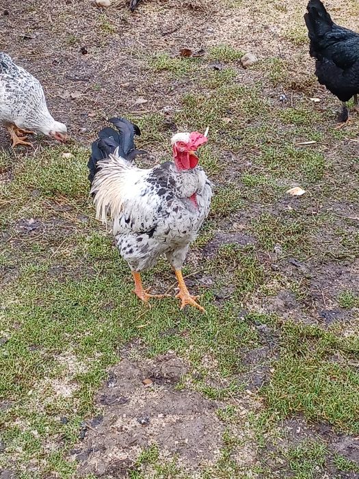 Vând 2 cocoși tineri