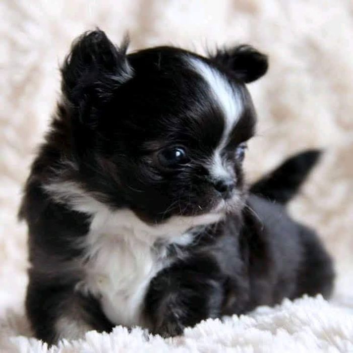 Шикарные щенки чихуахуа