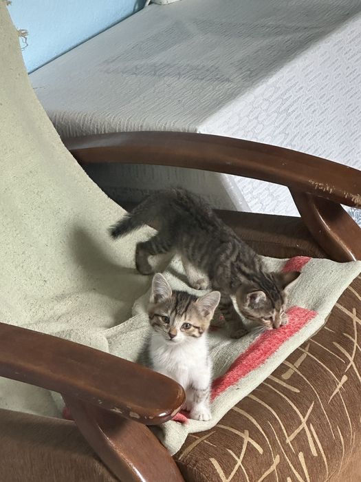 Кошки 3 месячные
