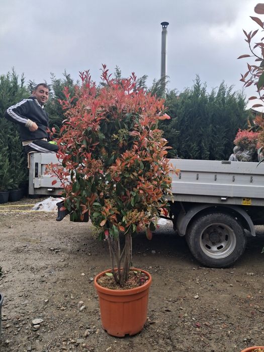 Brad argitiu verde potinia