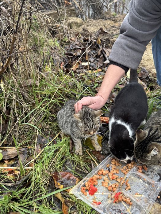 Pisicute Mici spre Adopte Urgent!!