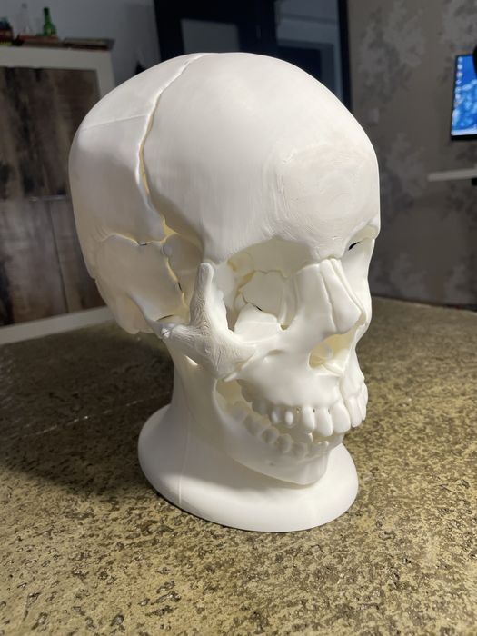 Craniu anatomic uman mărime reală