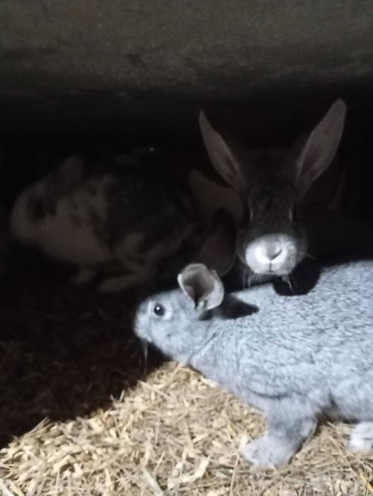 Продам кроликов!