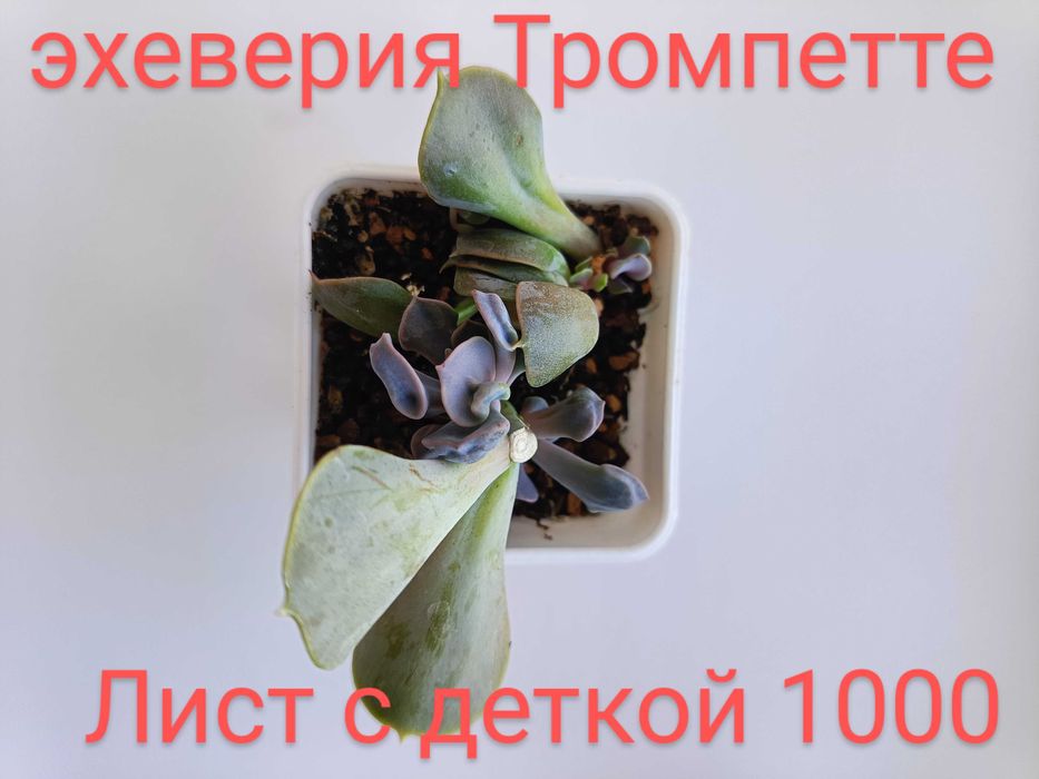 Редкие суккуленты