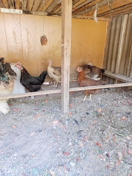 Куры и петухи разных пород