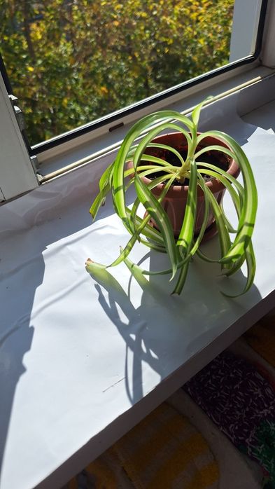 Цветок для дома или кабинета.