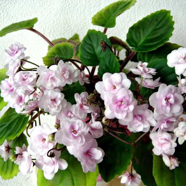 Фиалка лучший подарок