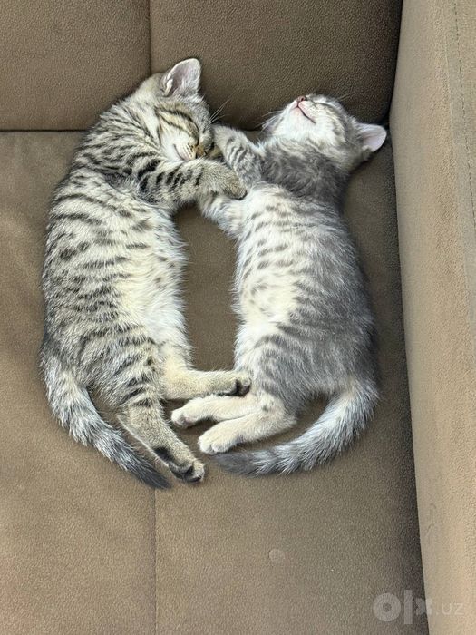Отдам в добрые руки котята бесплатно