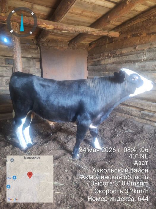 Продам быка с откорма