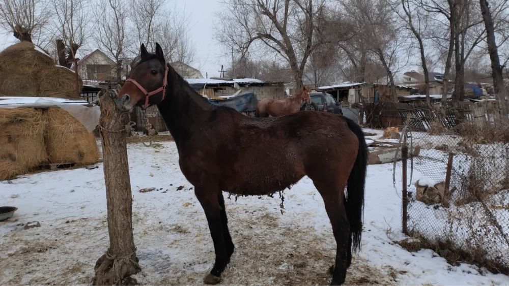 Англиская порода