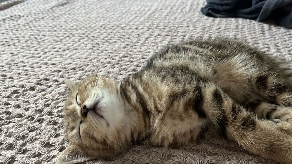 Британский котенок