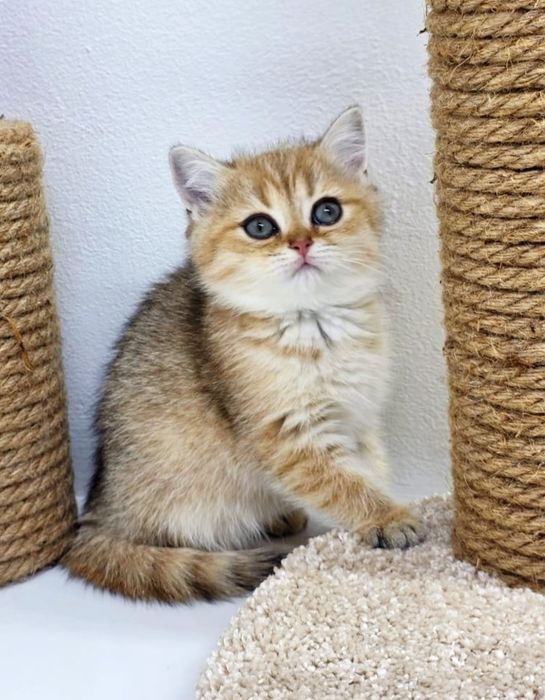 БриТашКи ОчаРоваШки