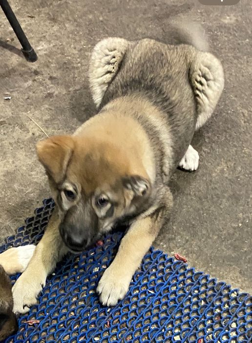 Собака, дворняжка, не мелкая