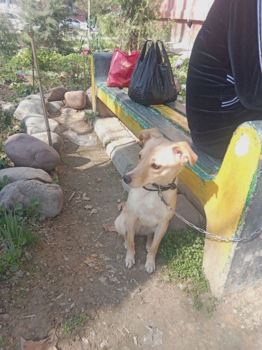 Собака даром в хорошие руки