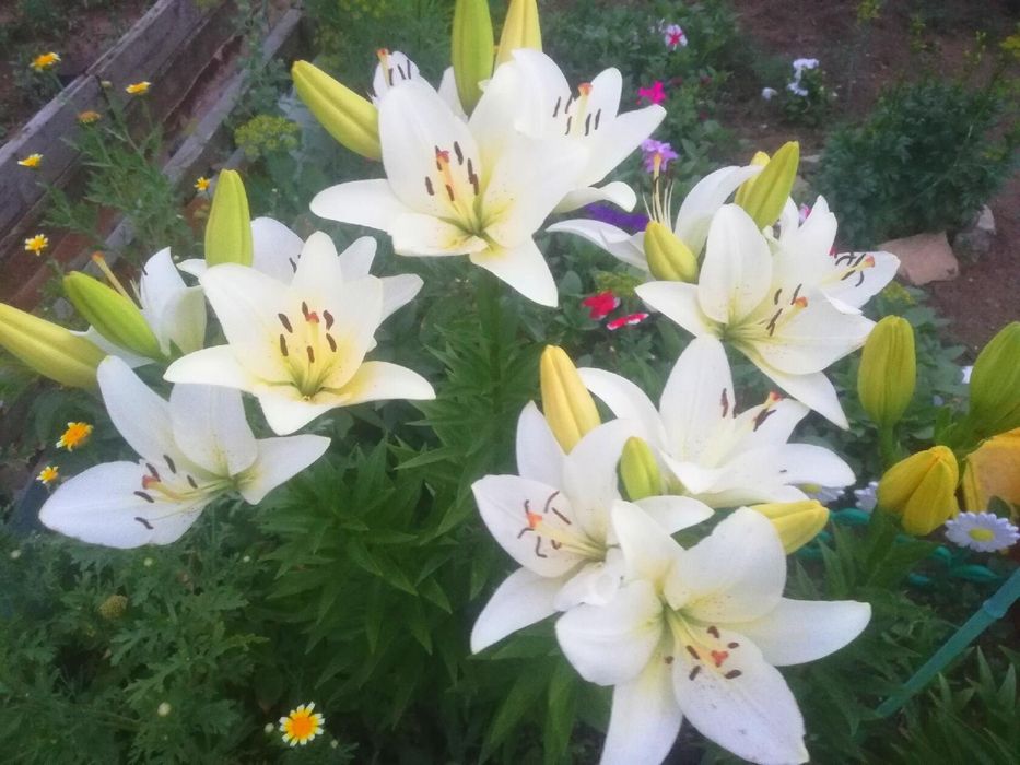 Дача в городе!!!